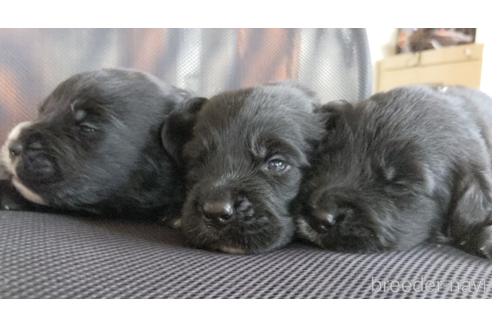 成約済の三重県のミックス犬-346733の2枚目